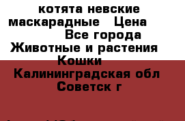 котята невские маскарадные › Цена ­ 18 000 - Все города Животные и растения » Кошки   . Калининградская обл.,Советск г.